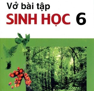 Rễ - Bài tập tự luận trang 21 Sách bài tập (SBT) Sinh học 6