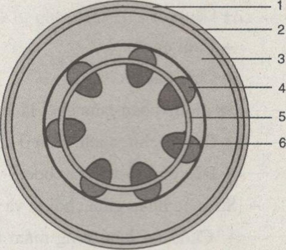 Thân - Bài 1, 2, 3, 4, 5, 6 trang 27 Sách bài tập (SBT) Sinh học 6