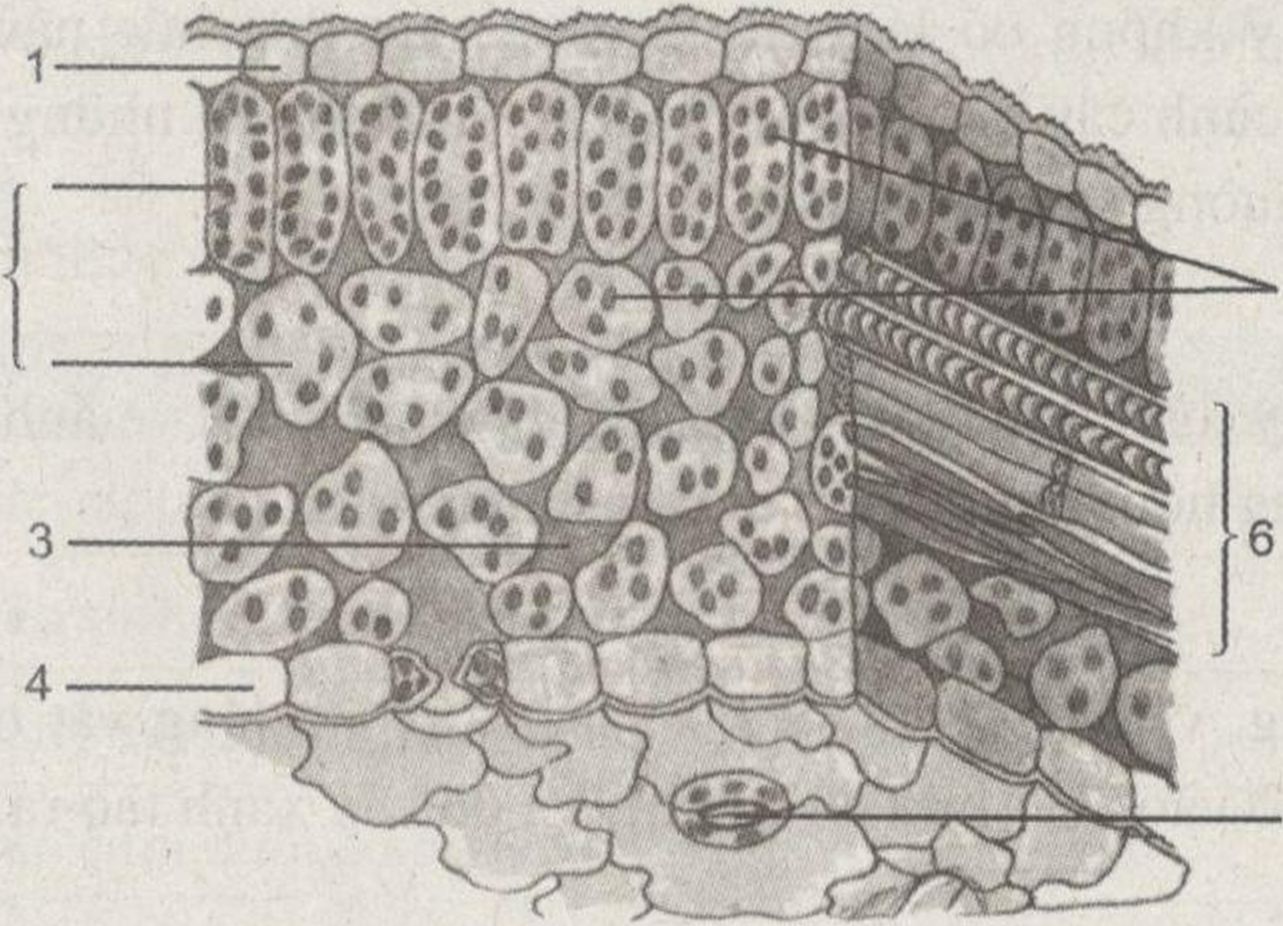 Lá - Bài tập tự luận trang 38 Sách bài tập (SBT) Sinh học 6