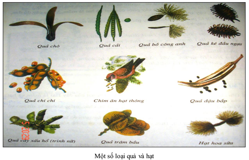 Quả và hạt - Bài 1, 2, 3, 4, 5, 6, 7 trang 58 Sách bài tập (SBT) Sinh học 6