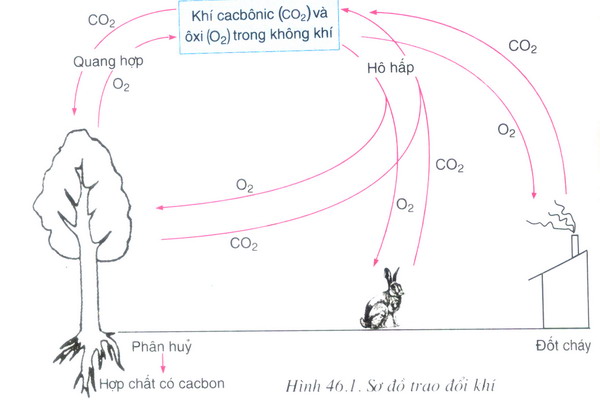 Vai trò của thực vật - Bài tập tự luận trang 95 Sách bài tập (SBT) Sinh học 6