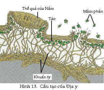 Vi khuẩn - Nấm - Địa Y - Bài 1, 2, 3 trang 105 Sách bài tập (SBT) Sinh học 6